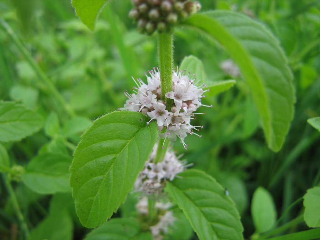 Mentha arvensis